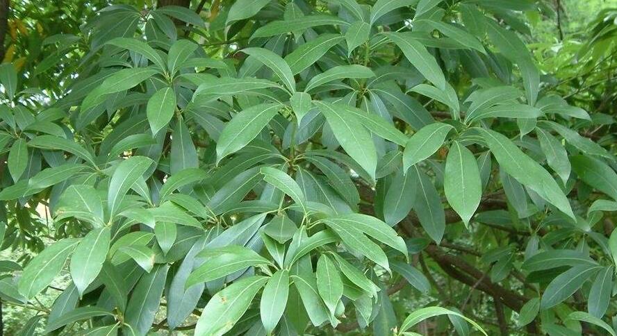 南山楠最新，自然美景的輕松探索之旅