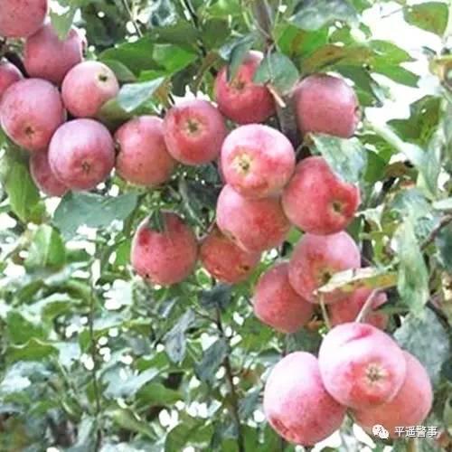 西太后愛心包最新系列，時(shí)尚與慈善的完美結(jié)合，展現(xiàn)獨(dú)特魅力風(fēng)采